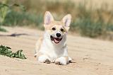 CORGI PEMBROKE 188